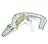 Coccodrillo