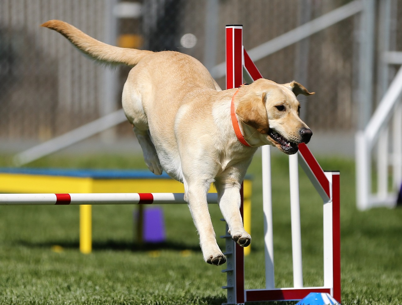 Ostacoli agility dog
