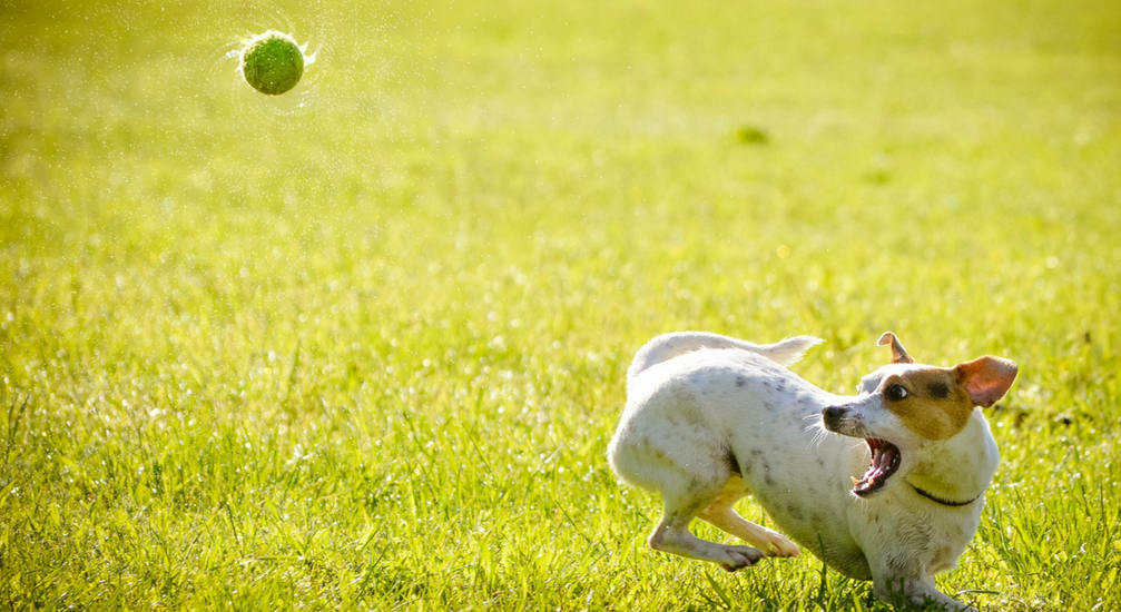 Area cani: uno spazio di civiltà per padrone e animale