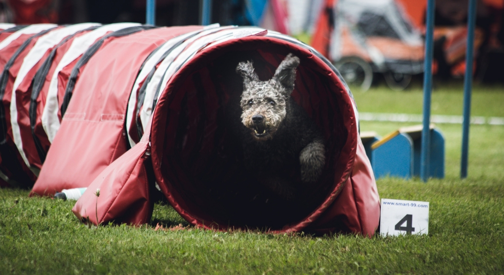 Realizzare un percorso di agility dog grazie ad attrezzi e ostacoli