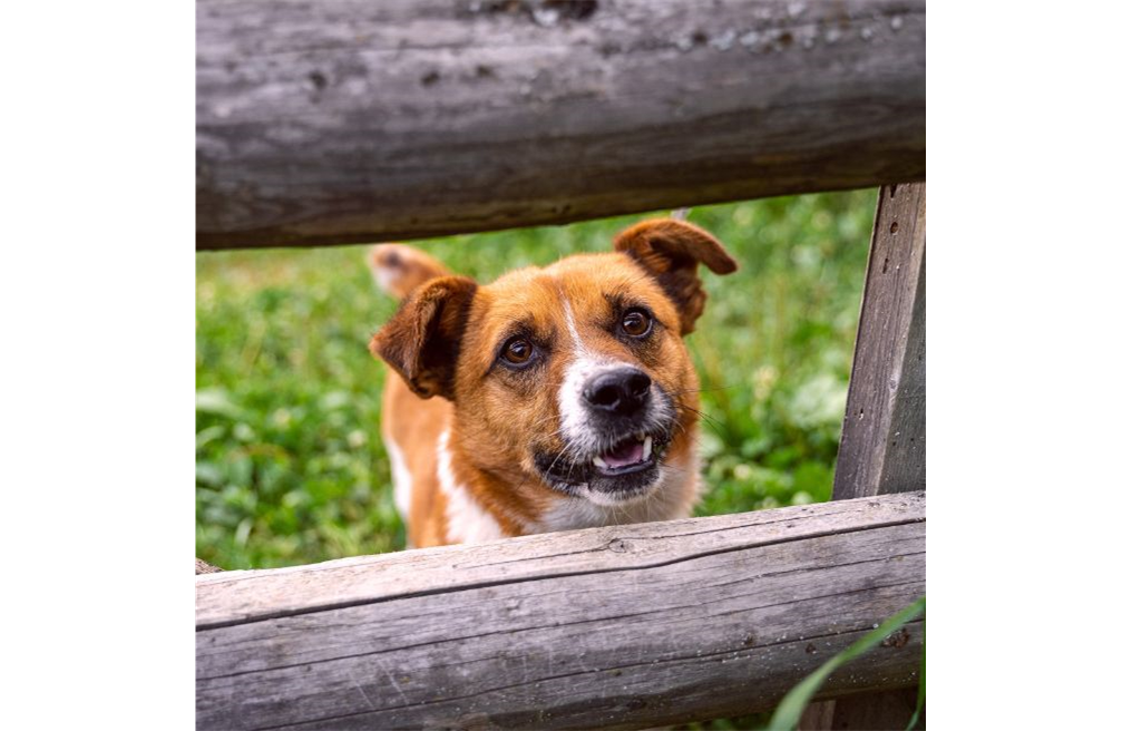 Staccionata per cani: progettare un'area di sgambamento sicura